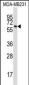 BTN3A1 Antibody (C-term)